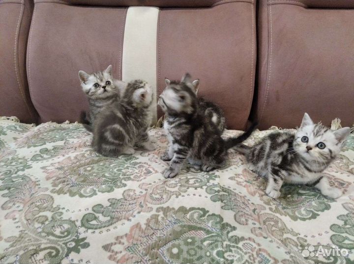 Британские котята