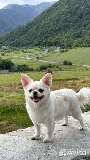 Вязка кобель чихуахуа