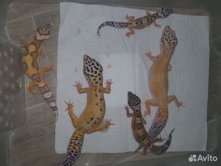 Эублефары Hypomelanistic