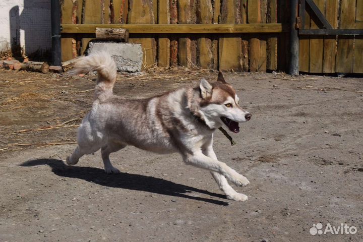 Хаски в добрые руки