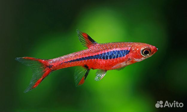 Бригитта, аманда, оттоцинклюс и другие рыбки