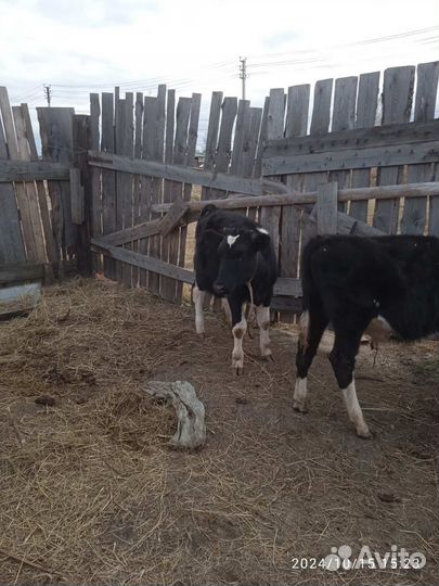 Корова на мясо