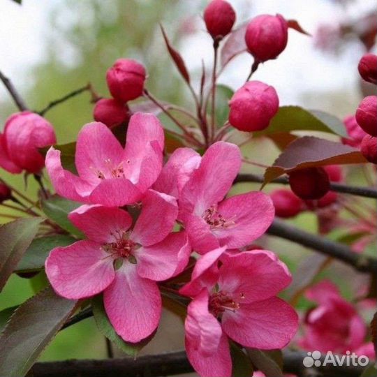 Саженцы декоративной яблони