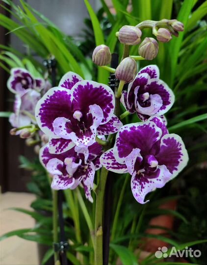 Орхидеи фаленопсис отцветашки