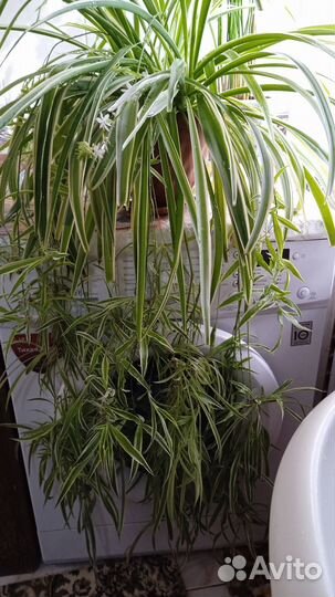 Хлорофитум