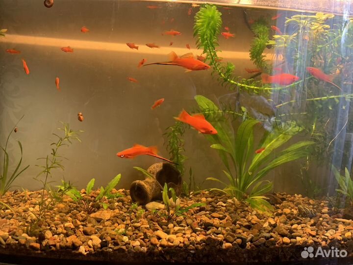 Аквариум,рыбки,растения,декорации