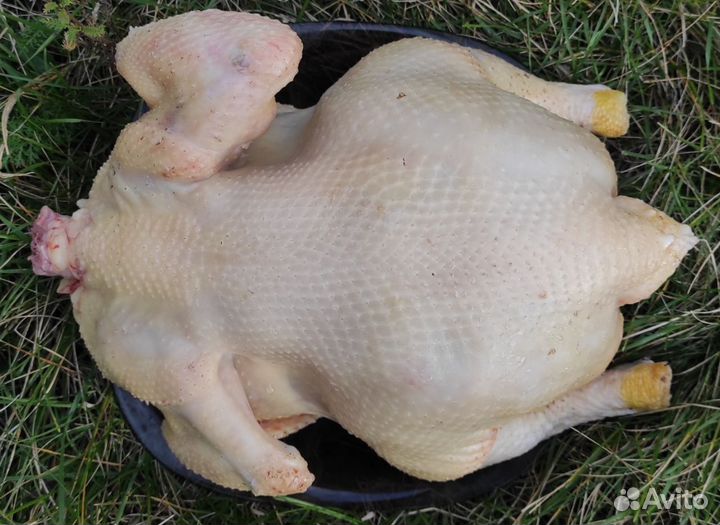 Свежее мясо домашних цыплят-бройлеров