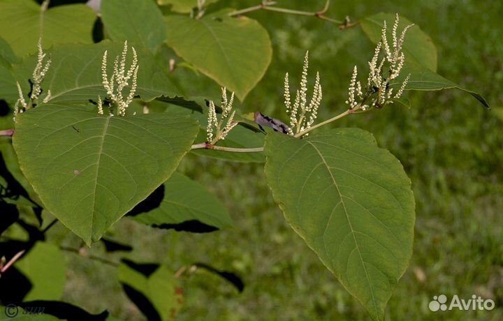 Сибирский бамбук
