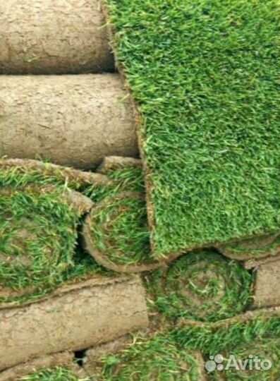 Рулонный газон от производителя