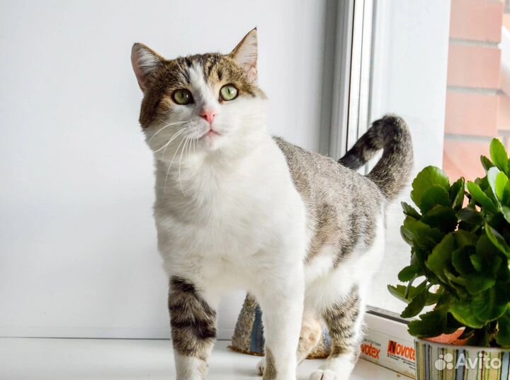 Ласковый и чистоплотный котик Сережа