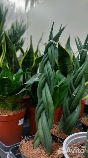 Комнатные растения