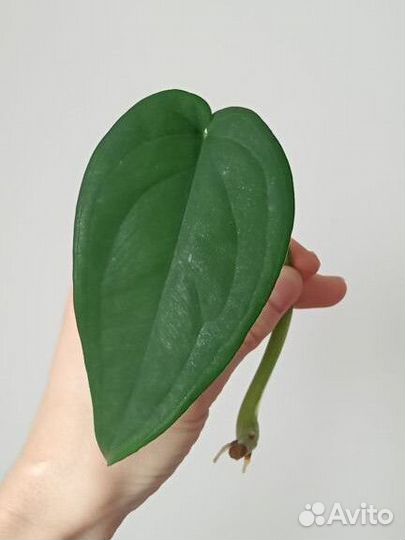 Сингониум, монстера