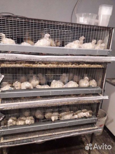 Яйцо домашнее перепелиное