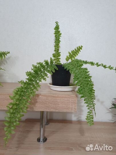 Папоротник кудрявый