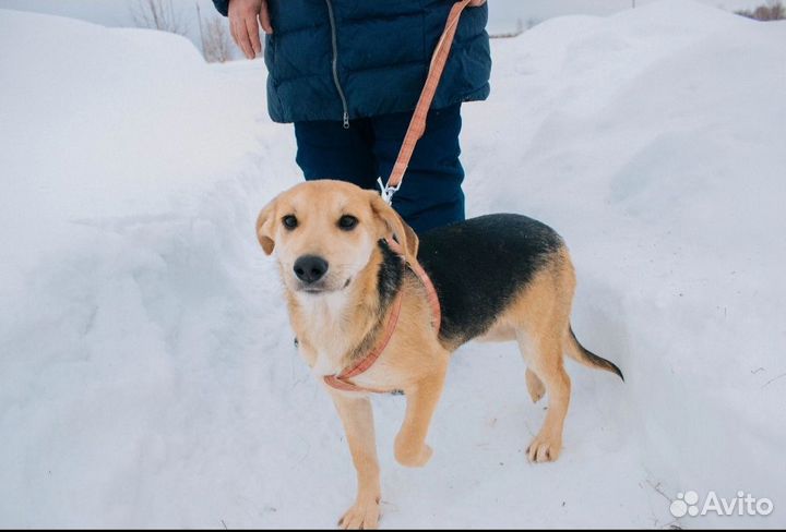 Собака в добрые руки