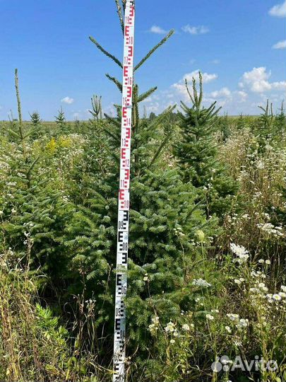 Ель сербская/180-200 см