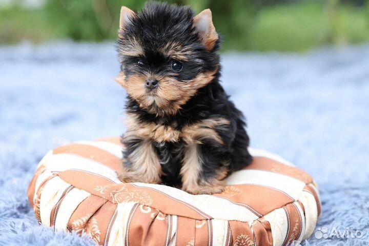 Эксклюзив шедевр микро девочка