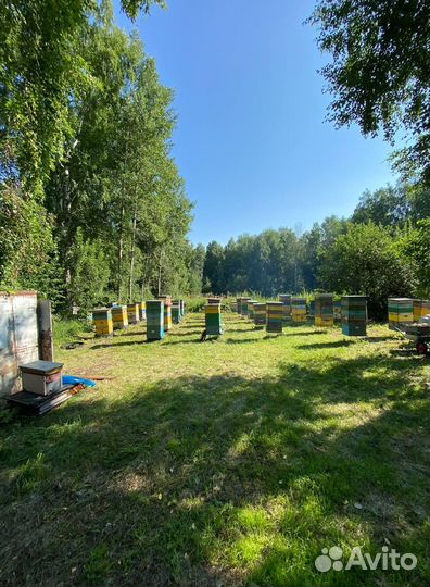 Мед Алтайское разнотравье оптом 2023