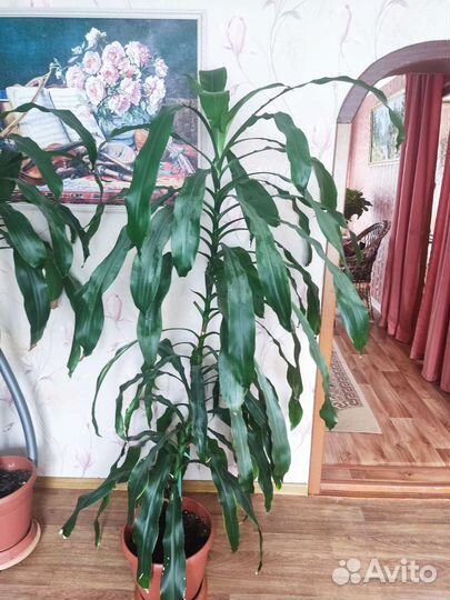 Комнатные растения цветы большие