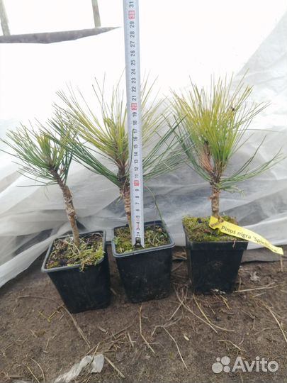 Сосна спилберг