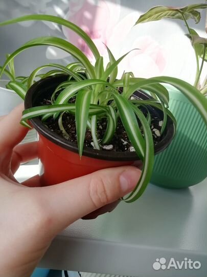 Хлорофитум кудрявый