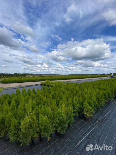 Туя Смарагд напрямую из питомника