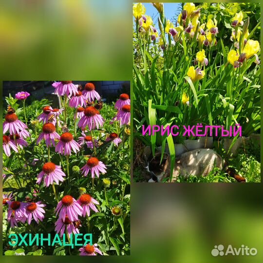 Многолетние цветы для сада