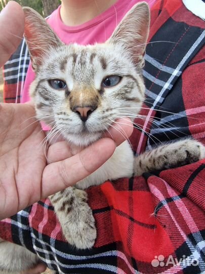 Молодая ласковая кошка