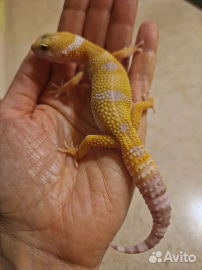 Эублефары самки Тремпер Альбино