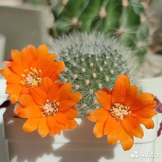 Aylostera (rebutia) muscula семена