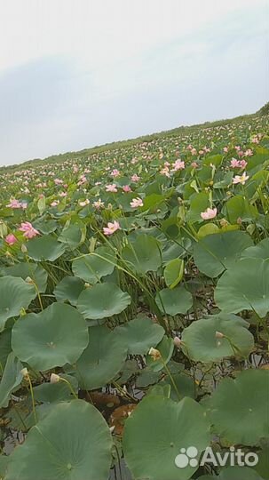 Рыбалка в дельте волги