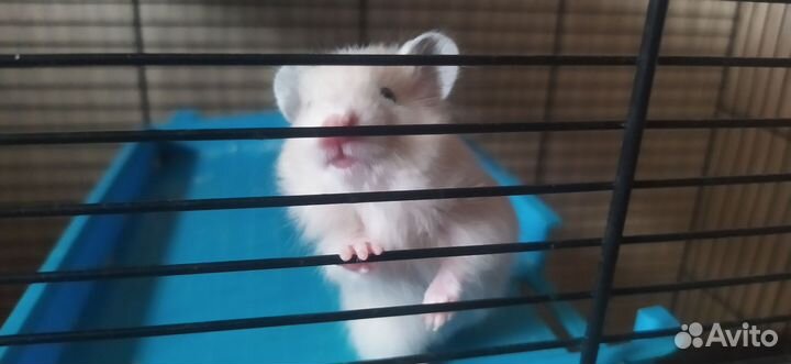 Сирийский хомяк малыш