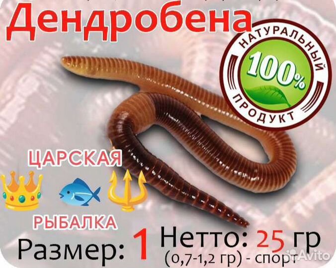 Червь дендробена