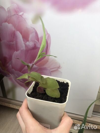 Традесканция