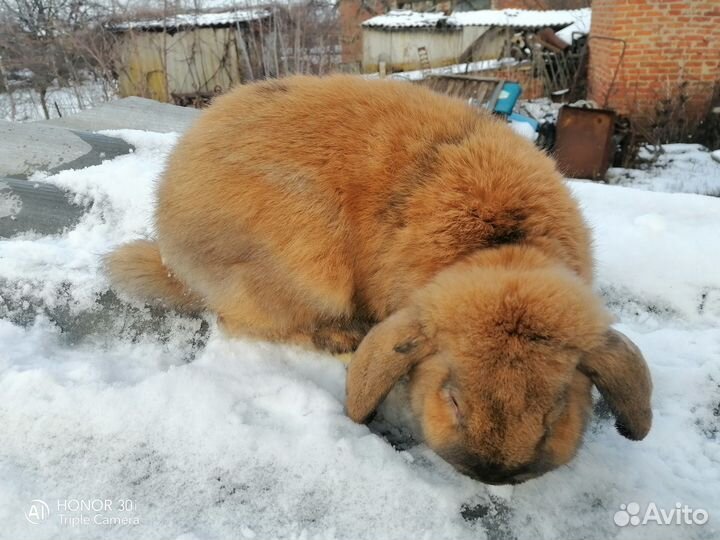 Кролик французский баран