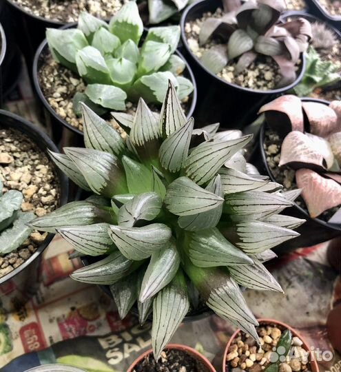 Хавортия атрофуска мутант