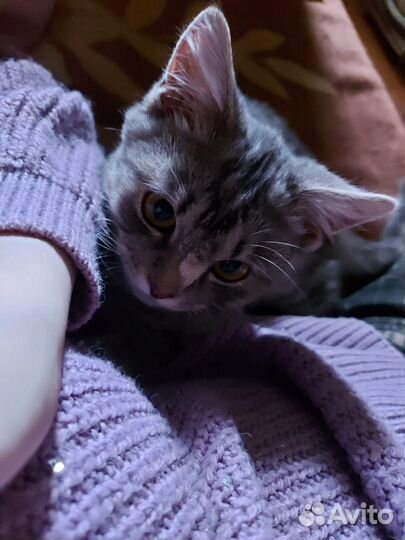 Котенок боб