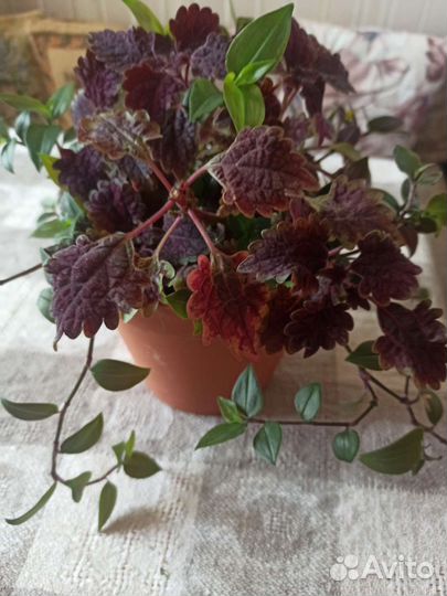 Крапивка и традесканция