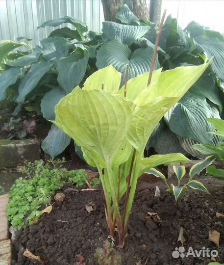 Хосты из сада (более 300 сортов )