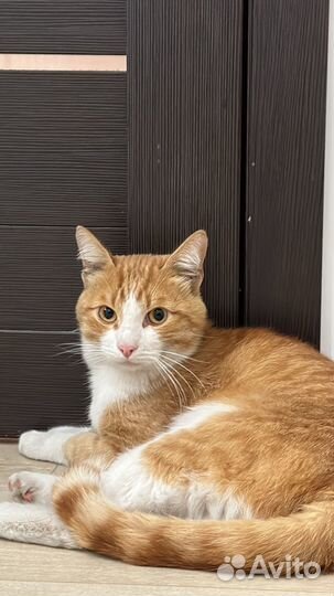Кошка