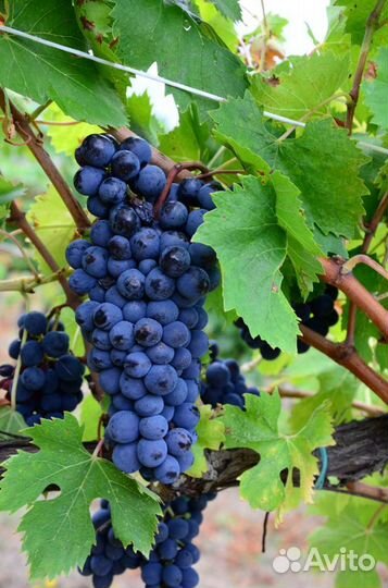 Саженцы винограда