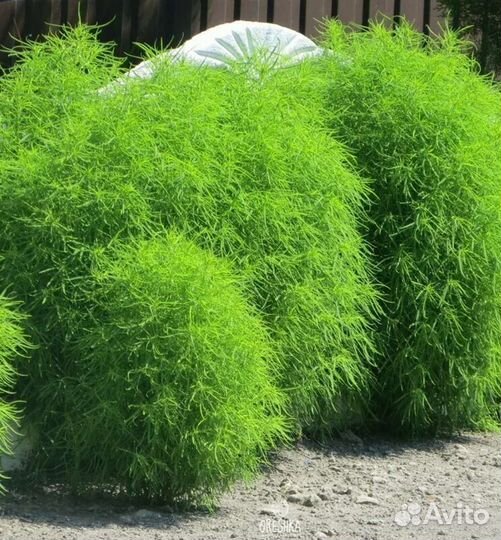 Кохия, летний кипарис