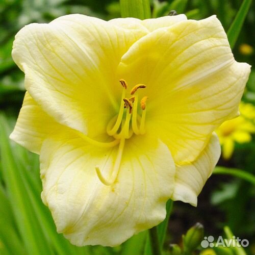 Лилейник гибридный Precious d Oro Саженцы, Рассада