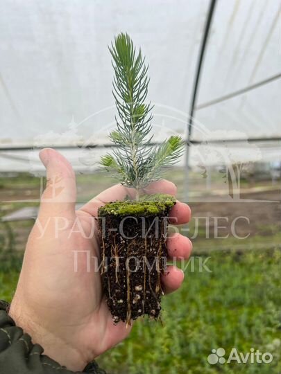 Предзаказ Голубая ель зкс сеянцы