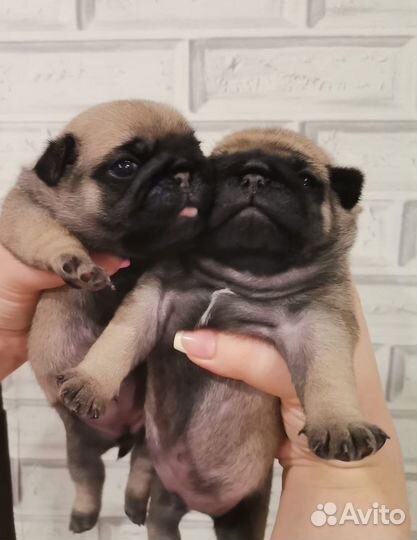 Щенки мопса