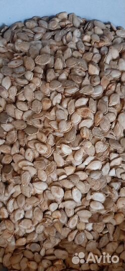 Тыква,семена жаба и мраморная и витамигка