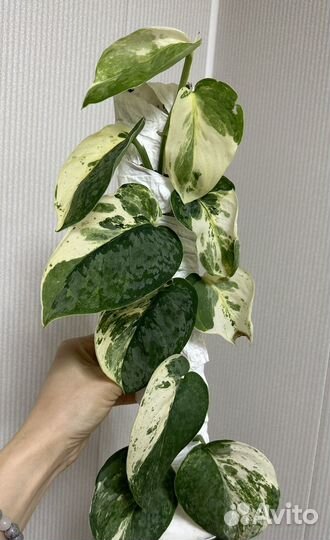 Сциндапсус Dark Cloud varv