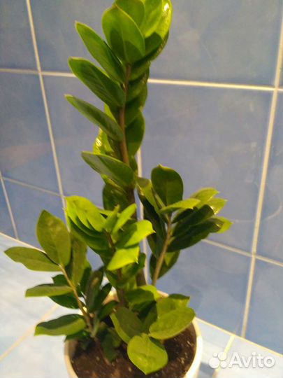 Замиокулькас