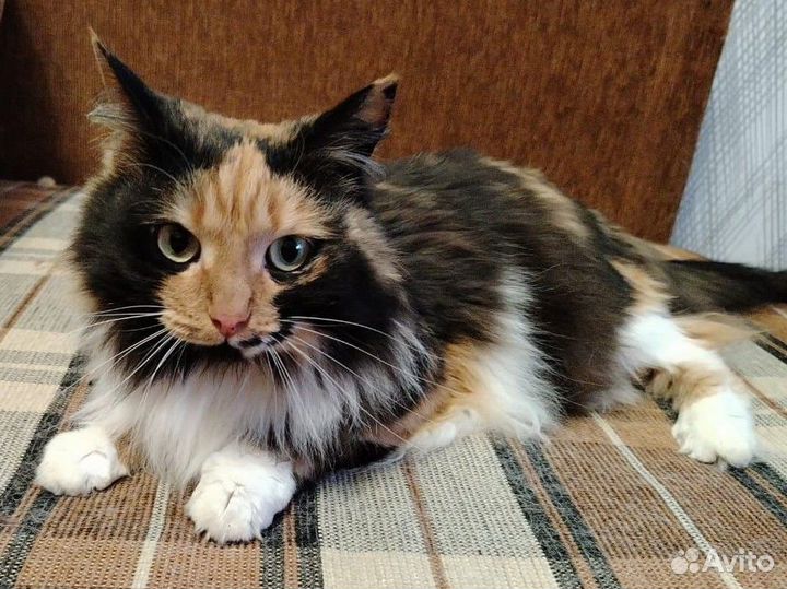 Кот и кошка в добрые руки