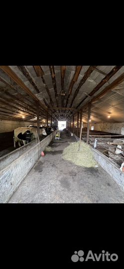 Ферма готовый бизнес